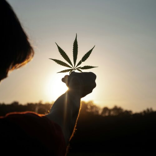What are the Different Cannabis Products You Can Order Online?